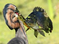 ek en my vangs2  Purple Heron - Frieda Prinsloo 2014 : frieda